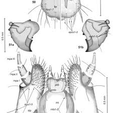 Attēlu rezultāti vaicājumam “Bolitophagus reticulatus imago”