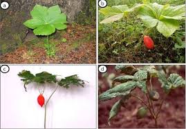 Attēlu rezultāti vaicājumam “Podophyllum hexandrum fruit”