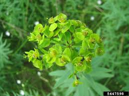 Attēlu rezultāti vaicājumam “Euphorbia virgata flower”