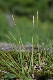 Attēlu rezultāti vaicājumam “Danthonia decumbens”