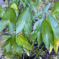 Attēlu rezultāti vaicājumam “Sagittaria sagittifolia”
