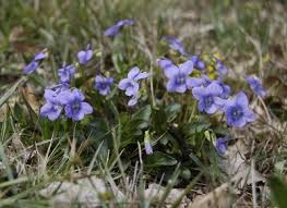 Attēlu rezultāti vaicājumam “Viola canina leaf”