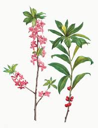 Attēlu rezultāti vaicājumam “Daphne mezereum leaf”