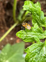 Attēlu rezultāti vaicājumam “Stenotus binotatus male”