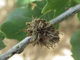 Attēlu rezultāti vaicājumam “Andricus foecundatrix”