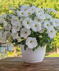 Image result for Petunie