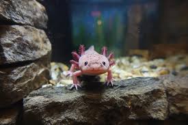 Image result for Bath Amphibians