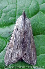 Attēlu rezultāti vaicājumam “Cucullia lucifuga larva”