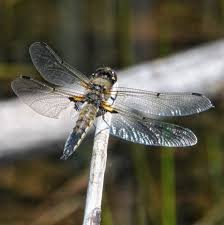 Attēlu rezultāti vaicājumam “Libellula quadrimaculata”