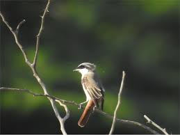 Image result for Lanius isabellinus