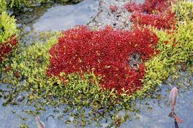 Attēlu rezultāti vaicājumam “Bryum funkii”
