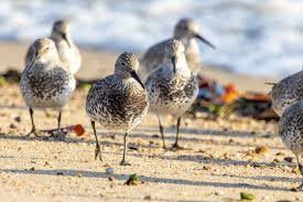 Image result for Calidris tenuirostris