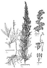 Attēlu rezultāti vaicājumam “Artemisia vulgaris flower”
