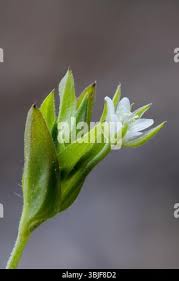 Attēlu rezultāti vaicājumam “Moehringia trinervia bud”