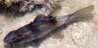 Attēlu rezultāti vaicājumam “Anogcodes melanurus”