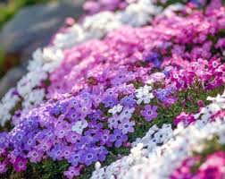 Image result for Phlox (großblumig)
