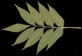 Attēlu rezultāti vaicājumam “Fraxinus excelsior leaf”