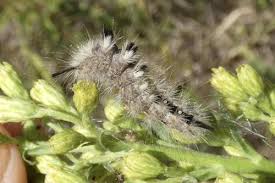 Attēlu rezultāti vaicājumam “Gynaephora selenitica”