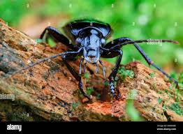 Attēlu rezultāti vaicājumam “Pterostichus aethiops”