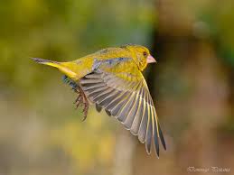 Attēlu rezultāti vaicājumam “Chloris chloris male”