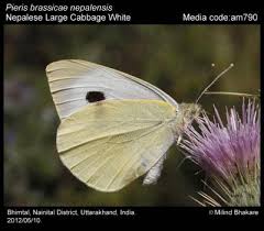 Attēlu rezultāti vaicājumam “Pieris brassicae”