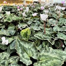 Attēlu rezultāti vaicājumam “Cyclamen hederifolium”