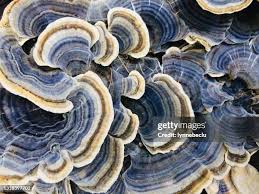 Attēlu rezultāti vaicājumam “Trametes versicolor”