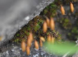 Attēlu rezultāti vaicājumam “Bryum pallescens”