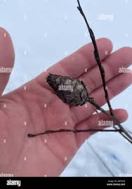 Attēlu rezultāti vaicājumam “Rabdophaga degeeri”