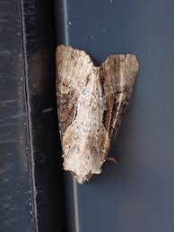 Attēlu rezultāti vaicājumam “Apamea ophiogramma”