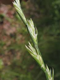 Attēlu rezultāti vaicājumam “Lolium perenne”