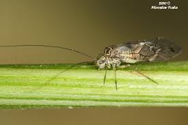 Attēlu rezultāti vaicājumam “Psococerastis gibbosa”