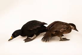 Attēlu rezultāti vaicājumam “Melanitta nigra”