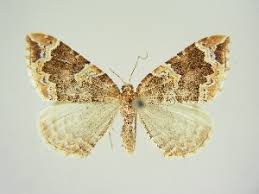 Attēlu rezultāti vaicājumam “Eulithis prunata”