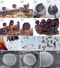 Attēlu rezultāti vaicājumam “Physarum penetrale”