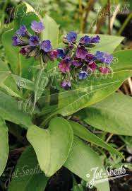 Image result for Pulmonaria officinalis