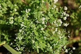 Attēlu rezultāti vaicājumam “Galium elongatum leaf”