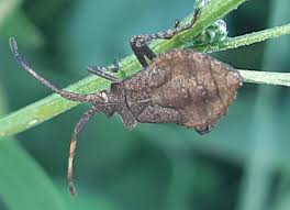 Attēlu rezultāti vaicājumam “Coreus marginatus imago”