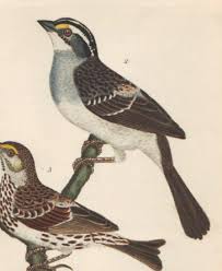 Image result for Zonotrichia albicollis