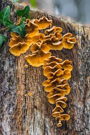 Attēlu rezultāti vaicājumam “Stereum hirsutum”