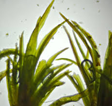 Attēlu rezultāti vaicājumam “Gymnostomum calcareum macro”