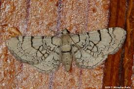 Attēlu rezultāti vaicājumam “Eupithecia venosata”