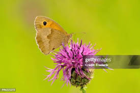 Attēlu rezultāti vaicājumam “Coenonympha pamphilus”
