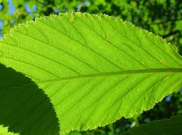 Attēlu rezultāti vaicājumam “Sorbus intermedia leaf”