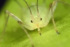 Attēlu rezultāti vaicājumam “Aphididae”