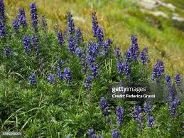 Image result for Aconitum napellus