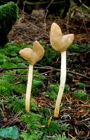 Attēlu rezultāti vaicājumam “Helvella”