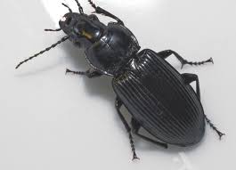 Attēlu rezultāti vaicājumam “Pterostichus sp.”