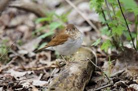 Image result for Catharus fuscescens