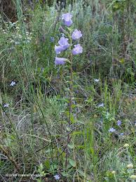 Image result for Campanula medium